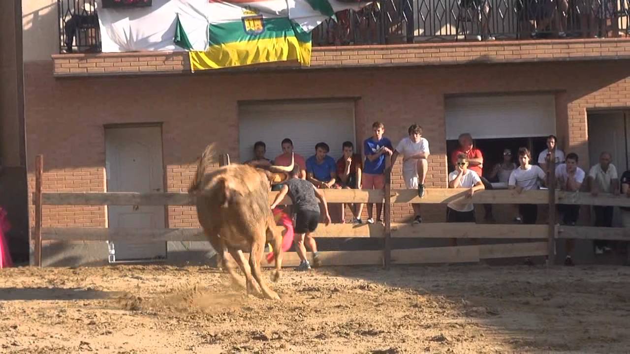 VACAS EN LA PLAZA DE VALVERDE (LA RIOJA) 11 -08- 2014