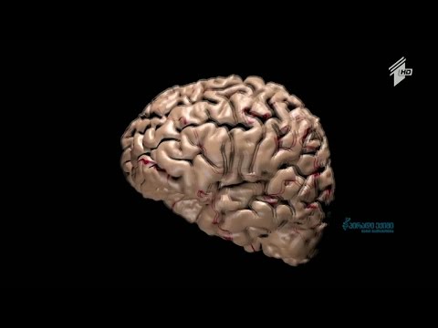 ნეირომეცნიერების კვლევით, თავის ტვინი სიცოცხლის ბოლომდე განვითარებას არ წყვეტს