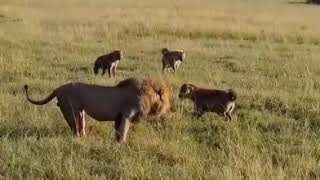 King Lion cornered by group of hyenas
