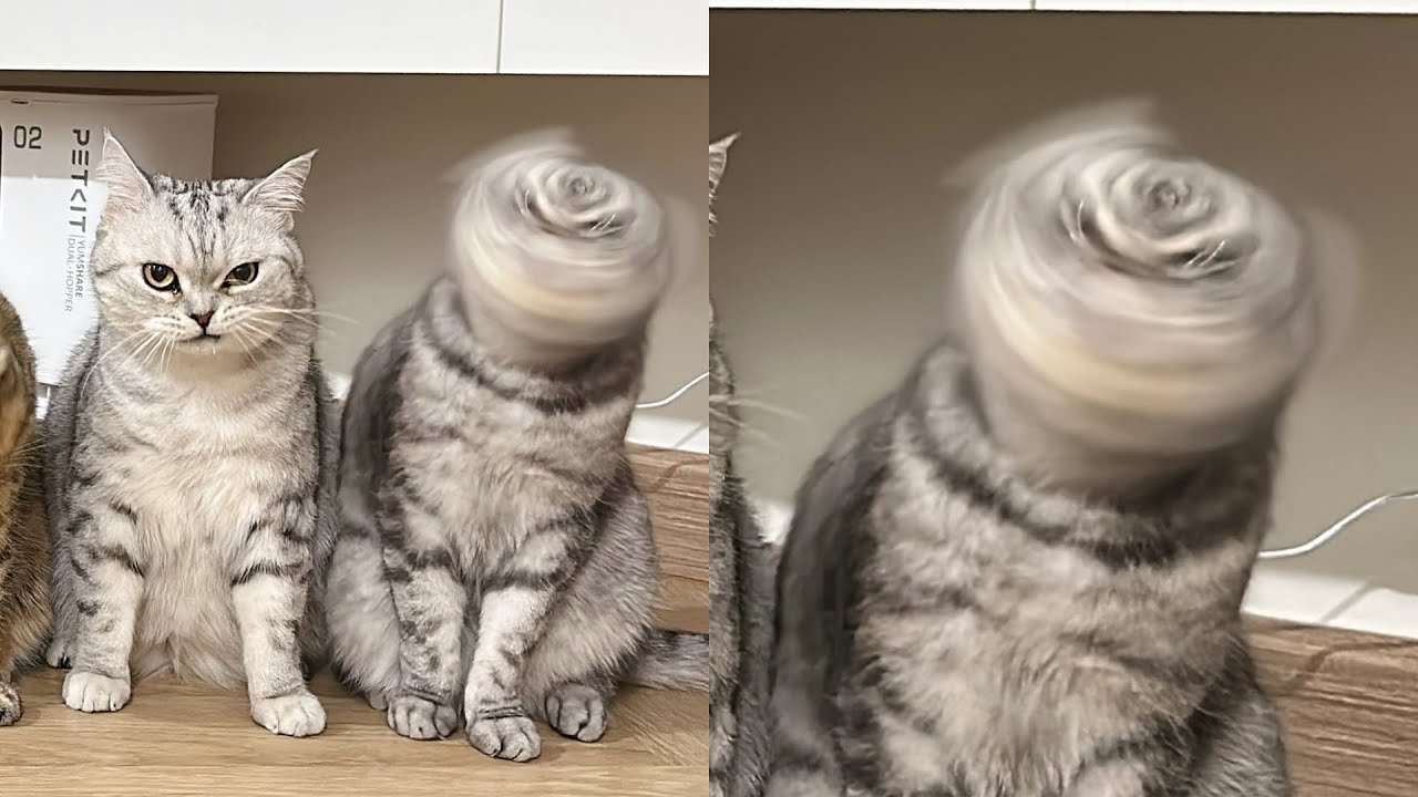 Кошки просто делают то, что у них получается лучше всего 🤣 Смешные видео с кошками 2025 🐱 Часть 94