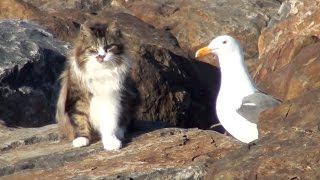 Jetty Cats of San Diego