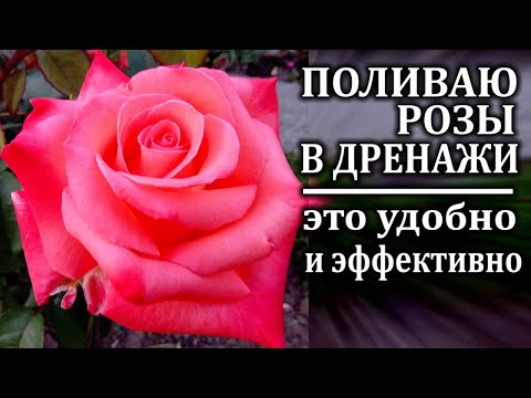 Уход за розами Как поливать розы правильно Облегчаем себе жизнь