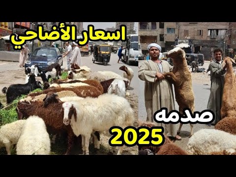 صدمه انقلاب غير متوقع اليوم في الاسعار مين يصدق الخرفان البلدي والمعيز بالسعر ده قبل عيد الاضحى