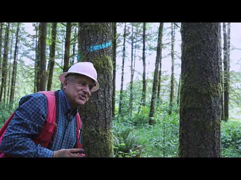 Video: Wat is het markeren van takken: informatie over het markeren van schade aan bomen