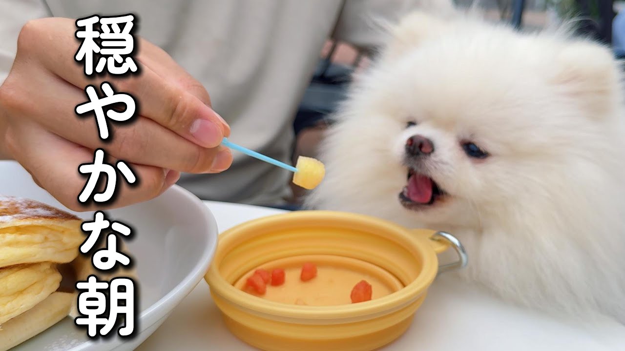 かわいい白ポメと、ビーチでのんびり