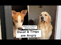 Oscar  tingu are angry on me  went for a movie without my boys  oscarwonderpup