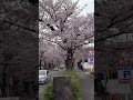 #cherryblossoms #japan