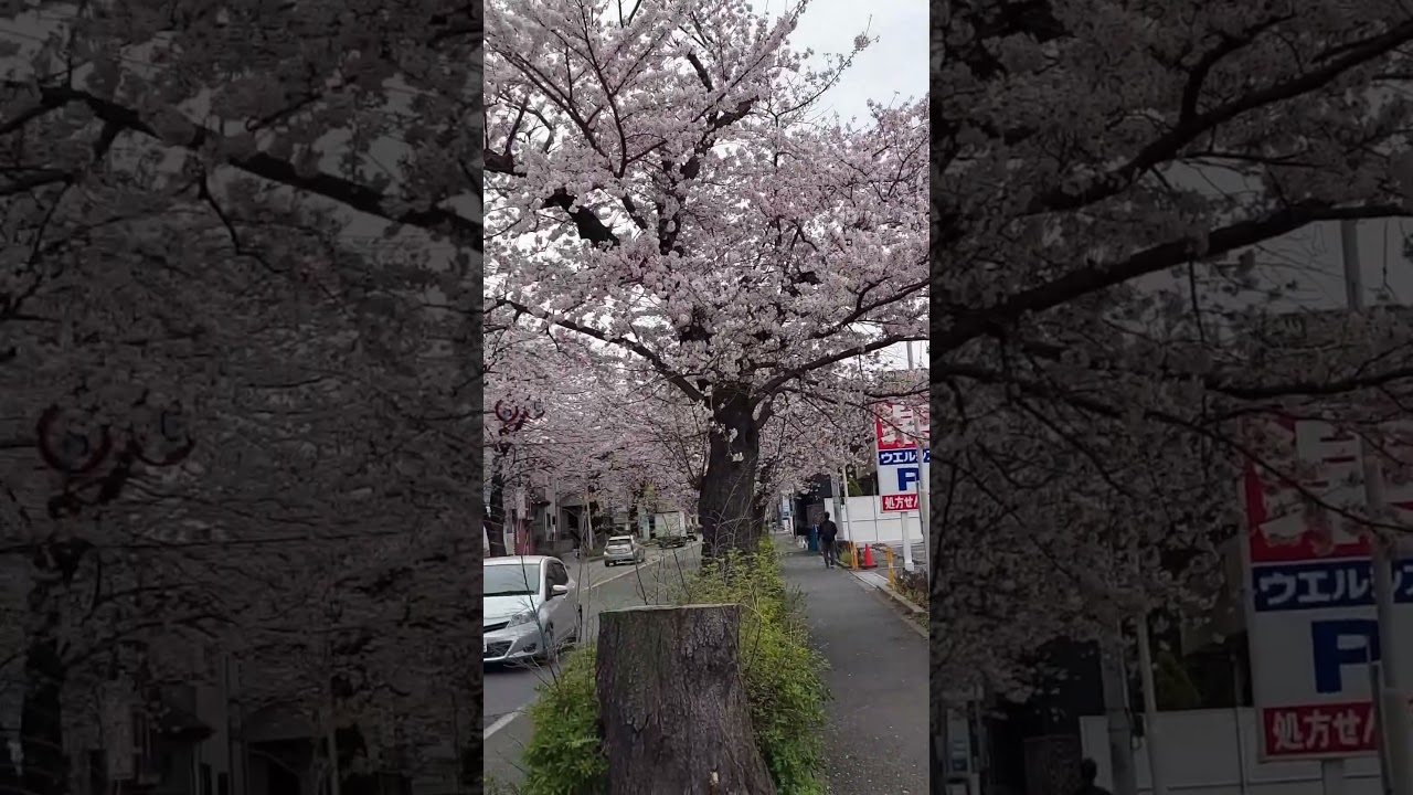 #cherryblossoms #japan