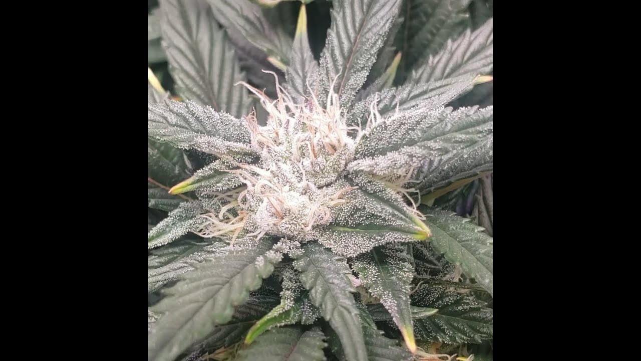 moving inside autoflower to outside to finish. zskittles, peyote wifi, special kush#1, black sugar