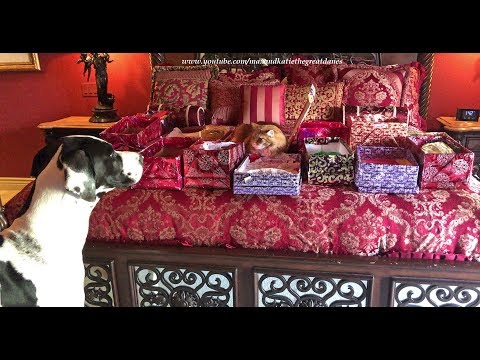 funny-cat-guards-christmas-boxes-from-box-chewing-great-dane