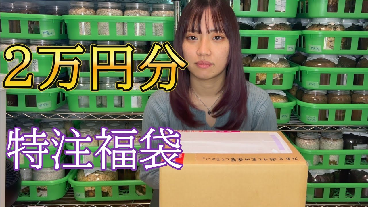 【クワガタ福袋】スラウェシヒラタの元レコードホルダーに組んでもらった福袋が幸せすぎた