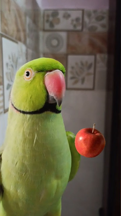 A For Apple 🍎 B For..😂🤣