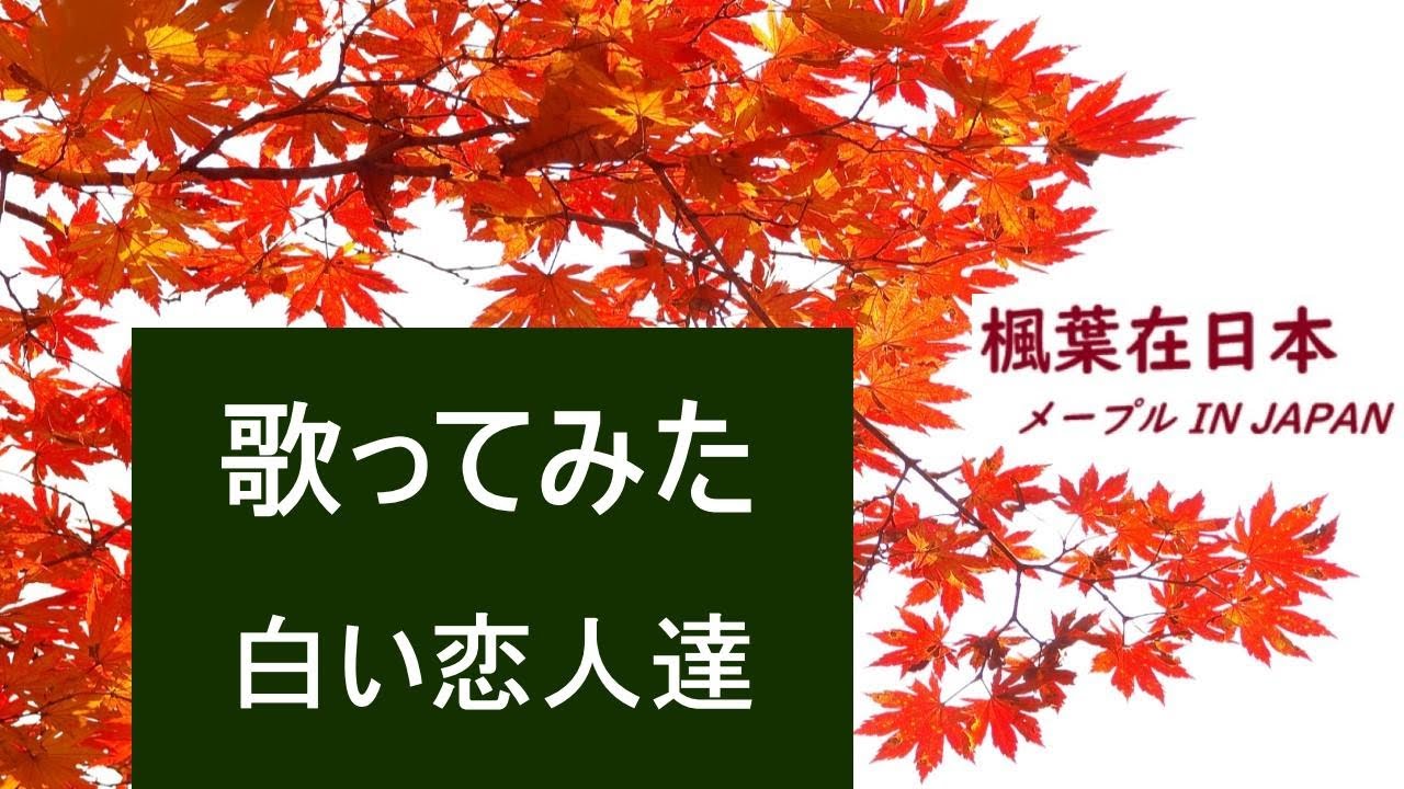 楓葉歡唱 白い恋人達 桑田佳祐 Cover 原曲キー 歌詞付き 歌ってみた Youtube