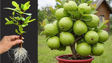 How To Propagate Guava Trees From Cutting Faster With Aloe Vera And Coca Cola,growing guava trees