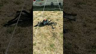 Giant Spider Halloween Decoration #halloween #halloweendiy #dollartreecrafts #giantspderdiy