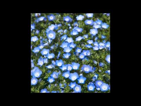 Видео: Baby Blue Eyes Информация о цветке: Как вырастить Baby Blue Eyes