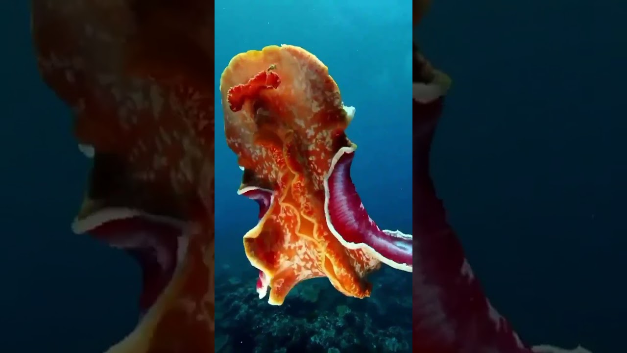 Spanish dancer nudibranch swimming