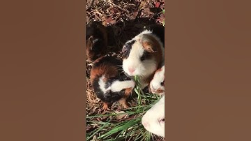 CUTE BABY GUINEA PIG VIDEOS