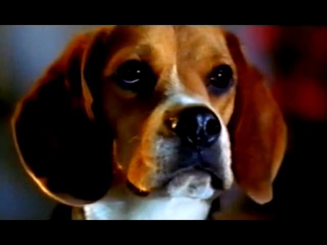 Cats & Dogs - Wie Hund und Katz' - Trailer (2001)
