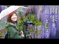 【雨々とれとれ♪】最適なシャッター速度&ビニール傘活用法🌸