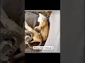 Không thấy tao màu gì à😂🤣. #shorts #funny #meme #haihuoc #tiktok