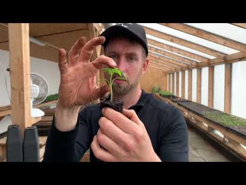 Video: Omsorg For Tomater I Et Vegghus