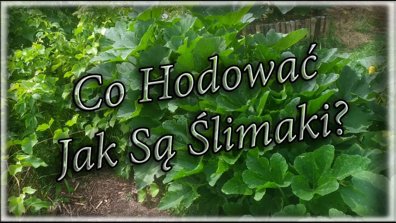 Co Można Wyhodować na Działce ze Ślimakami?