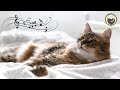 Music to Calm Cats - Deep Sleep Music, Relaxing Music, Anxiety Relief