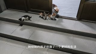 流浪猫妈妈在我家生下的小三花太搞笑了老逗别的小奶猫哈哈哈