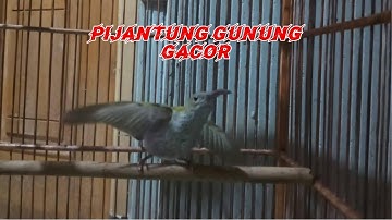 Suara Burung Pijantung Gunung Kasar & Tajam Suara Jernih | Cocok Untuk Masteran