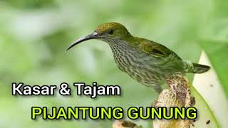 Suara Burung Pijantung Gunung Kasar & Tajam Suara Jernih | Cocok Untuk Masteran