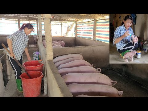 Video: Kanat: Aloittelija Backyard Farmer ja tuoreet munat