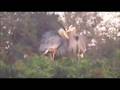 Great blue heron romantic greeting