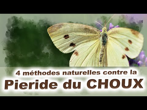 Vidéo: Noctuelle du chou : description et méthodes de lutte