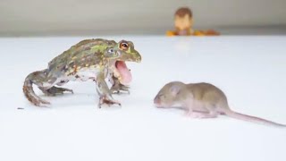 baby frog vs baby hamster 【WARNING LIVE FEEDING】