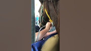 Scanning of the Equine Jugular Vein