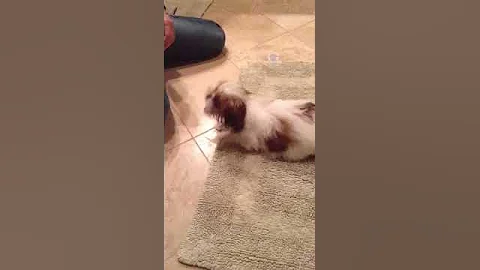 Puppy loves the blow dryer