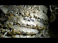 MASSIVE Yellow Jackets Nest and Colony Infestation inside House | Wasp Nest Removal ASMR