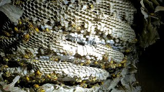 MASSIVE Yellow Jackets Nest and Colony Infestation inside House | Wasp Nest Removal ASMR