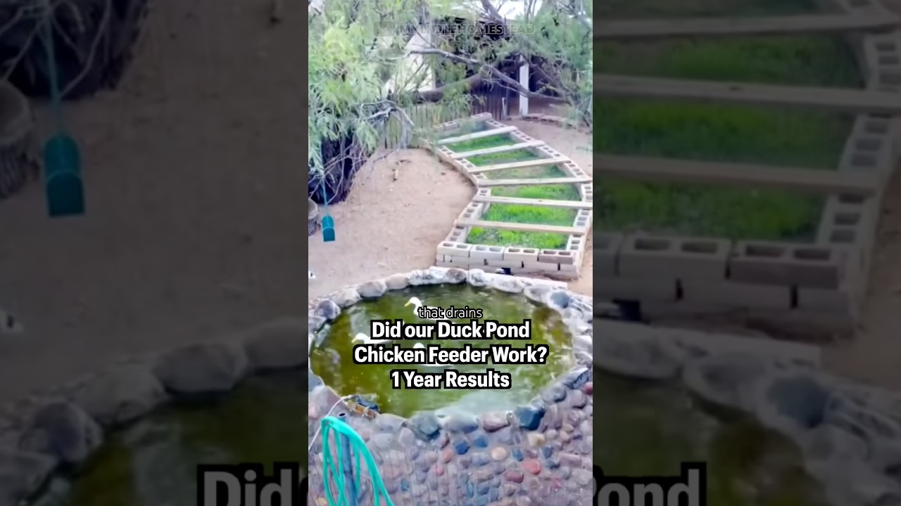 Did our Duck Pond Chicken Feeder Work? 1 Year Results