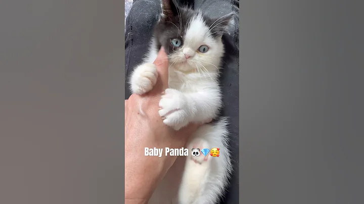 Video 11417951: exotic shorthair persian, exotic shorthair blue, blue eyes persian, rare persian, cats cattery, kittens cattery