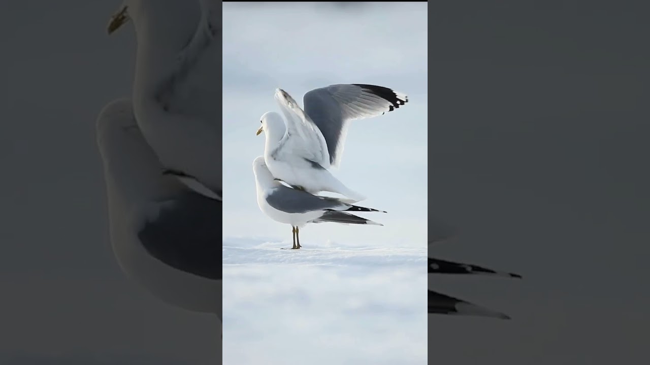 #seagull