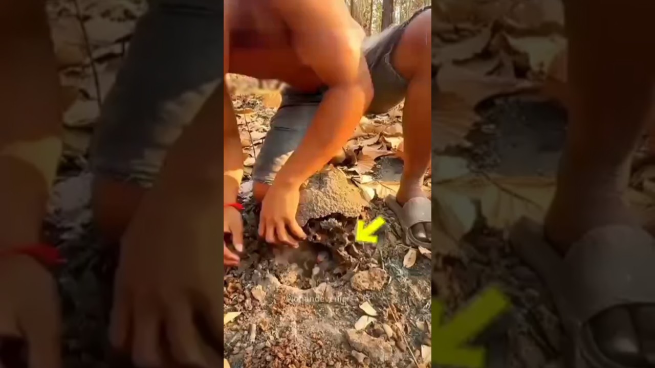 "He Saved Parrot Babies from a Jungle Pit 🦜💚"
