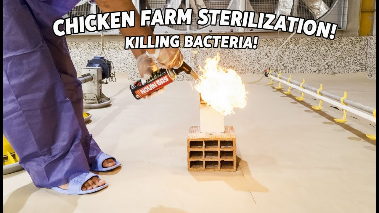 24 000 цыплят прибыли! Взгляд за кулисы современной птицефермы