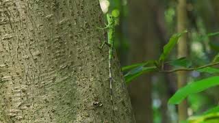 流し目なオキナワキノボリトカゲ　side-eye side-eye Ryukyu tree lizard 　奄美大島