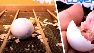 男性がある卵を孵化させる 120日後彼はこの動物の成長をにわかに信じられない