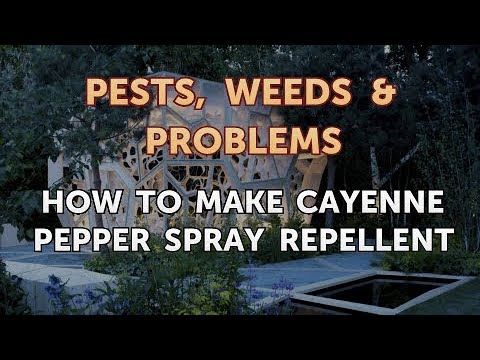 How to Make Cayenne Pepper Spray Repellent - YouTube