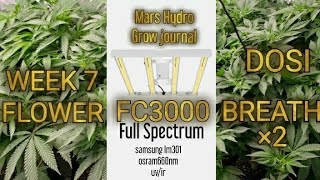 MarsHydro Fc3000 grow journal/wk 7 flower dosi breath×2/autopots fabric xl