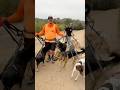 DOGEX The One Packleader Funny Walkingdogs Havingfun Doglife Dogwhisperer Dogpoop Neo DOGEX The One Packleader Funny Walkingdogs Havingfun Doglife Dogwhisperer Dogpoop Neo