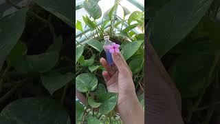  acapella song  arrahman